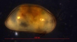 Bythocyprididae