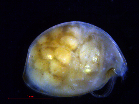 Myodocopina (Suborder) Sarsielloidea (Superfamily) Philomedidae (Family) Myodocopina (Suborder) Sarsielloidea (Superfamily) Philomedidae (Family)