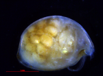 Myodocopina (Suborder) Sarsielloidea (Superfamily) Philomedidae (Family), author: Brandão, Simone Nunes & Yasuhara Moriaki