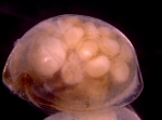 0 - Ostracoda above superfamily identification