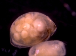 0 - Ostracoda above superfamily identification