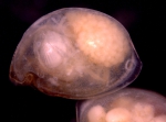 0 - Ostracoda above superfamily identification