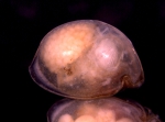 0 - Ostracoda above superfamily identification