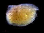Halocyprididae