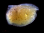 Recent* Deep-sea Ostracoda (>=500 m depth)