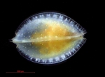 Ostracoda above superfamily identification
