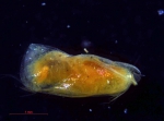 Halocyprididae