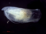 Halocyprididae