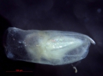 Halocyprididae