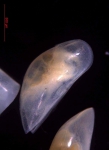 Macrocyprididae