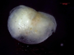 Halocyprididae
