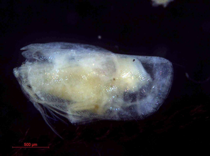 Boroecia borealis