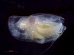 Halocyprididae