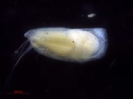 Discoconchoecia elegans
