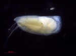 Halocyprididae
