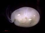 Cylindroleberidinae, author: Brandão, Simone Nunes & Yasuhara Moriaki