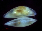 Macrocypria sarsi, author: Brandão, Simone Nunes & Yasuhara Moriaki