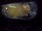 Ostracoda (seed shrimp)