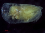 Halocyprididae