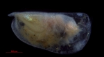 Halocyprididae