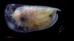 Ostracoda above superfamily identification