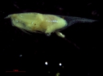 Halocyprididae