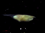 Halocyprididae
