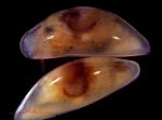 Macrocyprididae