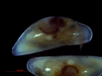 Ostracoda above superfamily identification