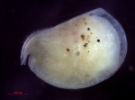 Halocyprididae