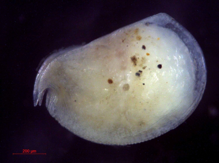 Mikroconchoecia stigmatica