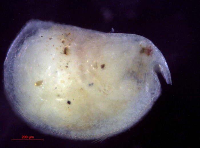 Mikroconchoecia stigmatica