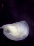 Halocyprididae