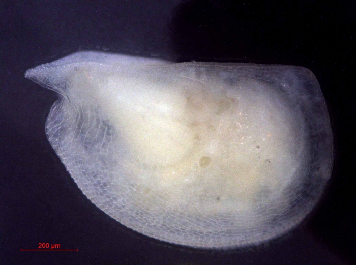 Mikroconchoecia stigmatica Mikroconchoecia stigmatica