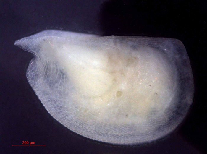 Mikroconchoecia stigmatica