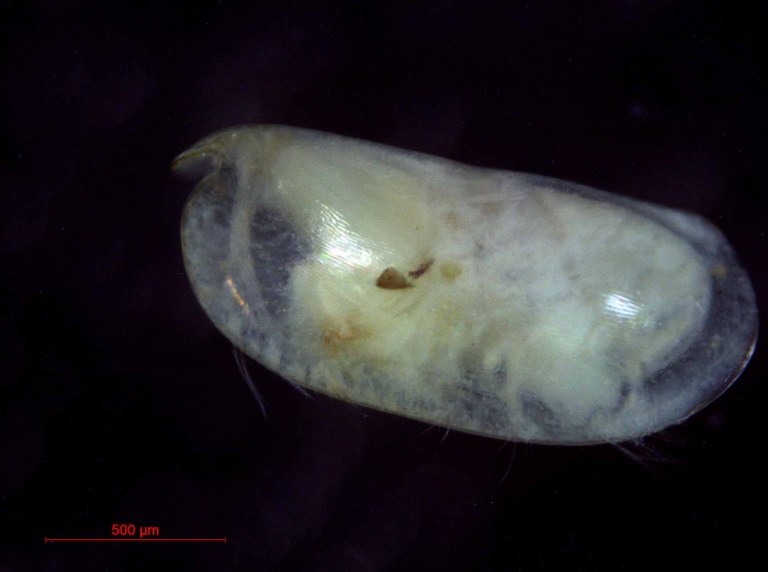 Obtusoecia obtusata