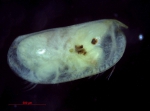 Halocyprididae