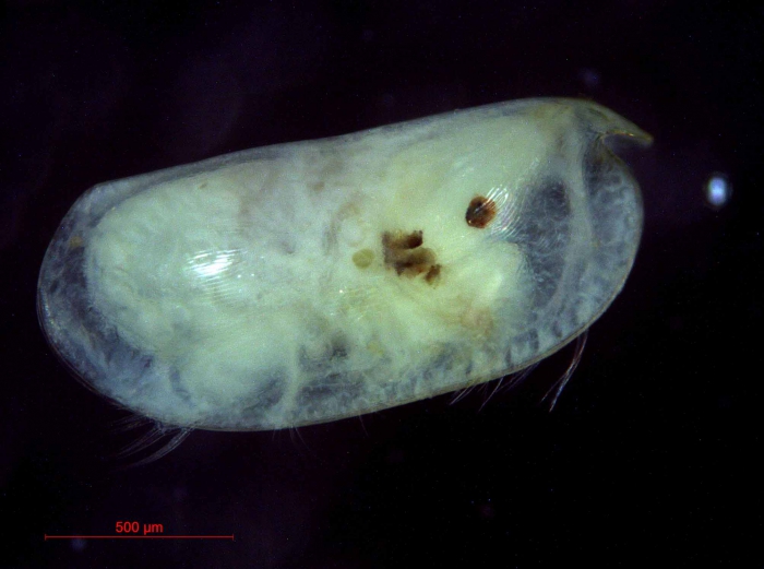 Obtusoecia obtusata