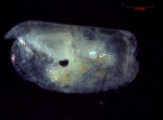 Halocyprididae