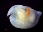 Ostracoda