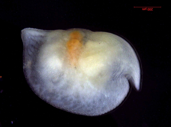 Halocyprididae - Bathyconchoecia sp.