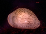 Bairdiidae