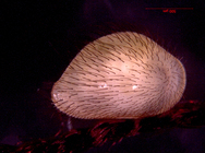 Bairdiidae