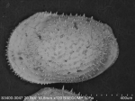 Recent* Deep-sea Ostracoda (>=500 m depth)