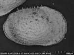 Ostracoda above superfamily identification