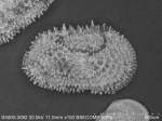 Recent* Deep-sea Ostracoda (>=500 m depth)