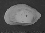 Ostracoda above superfamily identification