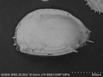 Ostracoda above superfamily identification