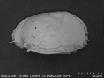 Ostracoda (seed shrimp)