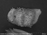 Recent* Deep-sea Ostracoda (>=500 m depth)